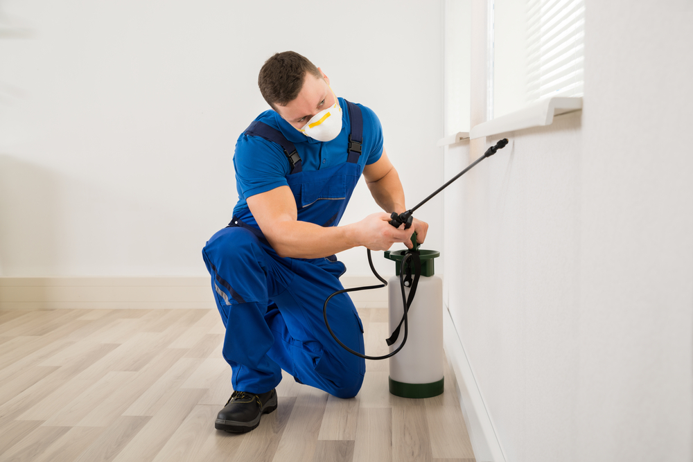 Need professional pest control in Idaho? Don’t miss these things