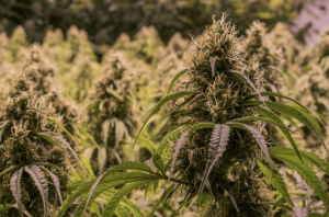 How to Maximize Your Cannabis Yields