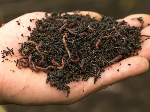 Tips to Make Household Waste into Compost with the Help of Bulk Worms