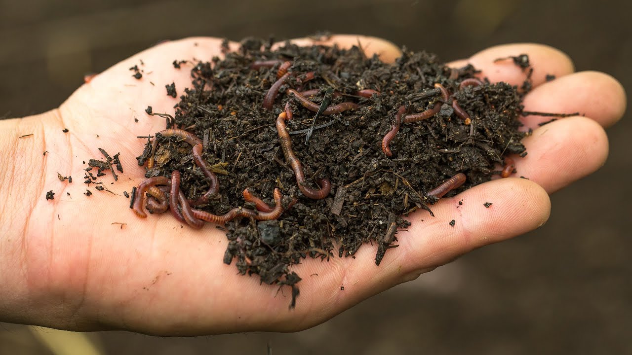 Tips to Make Household Waste into Compost with the Help of Bulk Worms