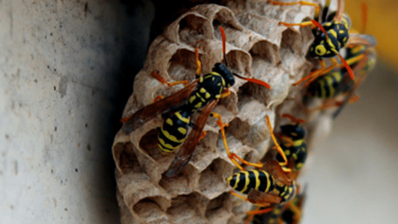 How To Treat A Wasp Nest?