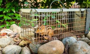 professional wildlife removal