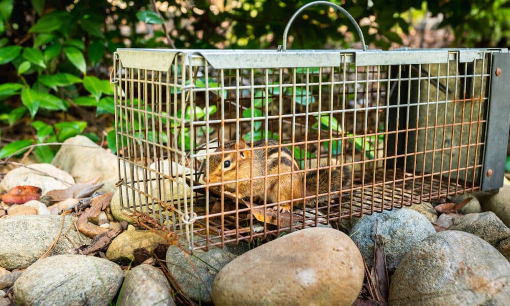 professional wildlife removal